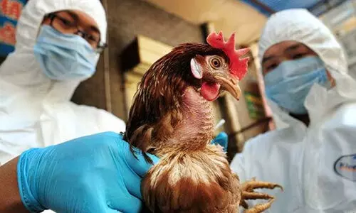 ജില്ലയിൽ പക്ഷിപ്പനി ബാധ നിയന്ത്രണത്തിലേക്ക്​