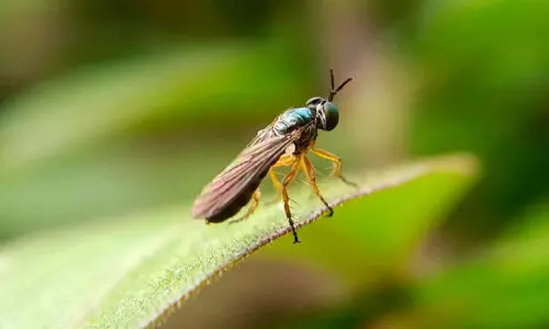 തൃശൂർ കലശമലയിൽ അപൂർവയിനം തസ്കര ഈച്ചയെ കണ്ടെത്തി