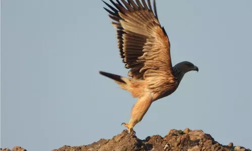 ബു​റൈ​മി​യി​ൽ കി​ഴ​ക്ക​ൻ ഇം​പീ​രി​യ​ൽ പ​രു​ന്തി​നെ ക​ണ്ടെ​ത്തി