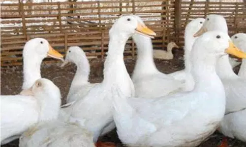 കേ​ര​ള​ത്തി​ൽനി​ന്നു​ള്ള പ​ക്ഷി​ക​ളു​ടെ ഇ​റ​ക്കു​മ​തി   ഒ​മാ​ൻ നി​രോ​ധി​ച്ചു