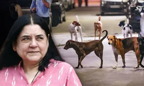 തെരുവ് നായ്ക്കളെ പോറ്റുന്നവർ ഉത്തരവാദിത്തത്തോടെ പെരുമാറണം;   മനേകാ ഗാന്ധിയുടെ പരാമർശത്തിനെതിരെ സുപ്രീംകോടതി