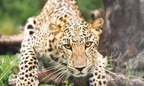 മം​ഗ​ലം ഡാ​മി​ന​ടു​ത്ത് പു​ലി​യി​റ​ങ്ങി; നാ​ട്ടു​കാ​ർ ഭീ​തി​യി​ൽ