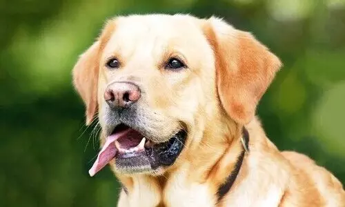 വളർത്തുനായുടെ കടിയേറ്റ് പേവിഷബാധ; റിട്ട. ഐ.എ.എസ് ഉദ്യോഗസ്ഥന്റെ മകൾക്ക് ദാരുണാന്ത്യം