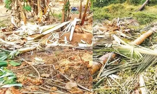 ആ​റ​ളം പു​ന​ര​ധി​വാ​സ മേ​ഖ​ല​യി​ൽ കാ​ട്ടാ​ന കാ​ർ​ഷി​ക വി​ള​ക​ൾ ന​ശി​പ്പി​ച്ചു