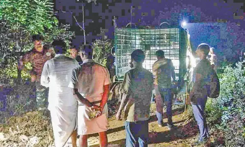 ക​രി​യം​കാ​പ്പി​ൽ പു​ലി​യെ പി​ടി​കൂ​ടാ​ൻ വ​നം​വ​കു​പ്പ് കൂ​ട് സ്ഥാ​പി​ച്ചു