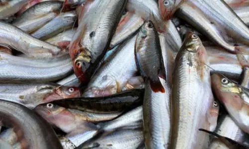 മ​ത്സ്യ ല​ഭ്യ​ത ഉ​റ​പ്പാ​ക്ക​ൽ: ഇ​ന്ത്യ​യി​ൽ നി​ന്ന് ഇ​റ​ക്കു​മ​തി​ക്ക് പ​ദ്ധ​തി