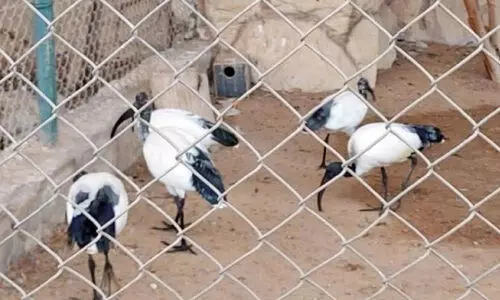 വം​ശ​നാ​ശ​ഭീ​ഷ​ണി നേ​രി​ടു​ന്ന ജീ​വി​ക​ളു​ടെ വി​പ​ണ​നം; ബ​ഹ്‌​റൈ​നി​ൽ ക​ർ​ശ​ന നി​യ​ന്ത്ര​ണം