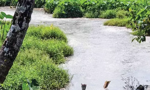 പേരാവൂരിൽ ‘മാലിന്യ തടാകം’