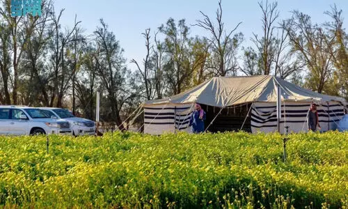 മ​രു​ഭൂ​മി​യി​ലെ ഹ​രി​ത വി​സ്മ​യം; സ​ന്ദ​ർ​ശ​ക​രു​ടെ മ​നം ക​വ​ർ​ന്ന് റ​ഫ​യി​ലെ ‘വൈ​ൽ​ഡ് പ്ലാ​ൻ​റ്​ റി​സ​ർ​വ്’