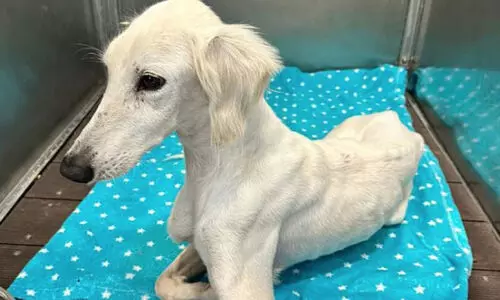 റോ​ഡ​രി​കി​ൽ ഉ​പേ​ക്ഷി​ച്ച സ​ലൂ​കി നാ​യ​യെ​ ര​ക്ഷി​ച്ചു