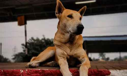 വയോധികയെ കടിച്ച നായക്ക് പേവിഷബാധ സ്ഥിരീകരിച്ചു വയോധികയെ കടിച്ച നായക്ക് പേവിഷബാധ സ്ഥിരീകരിച്ചു