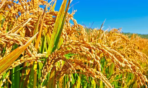 6305 പേർക്ക് തുക നൽകി; ഇത്തവണ നീണ്ട കാത്തിരിപ്പില്ലാതെ നെല്ലിന്‍റെ വില വിതരണം