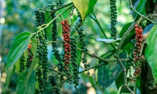 കുരുമുളക് വിപണിയിൽ വ്യാപക കൃത്രിമം; കർശന നടപടി ആവശ്യപ്പെട്ട് കർഷകരും കുരുമുളക് വിപണിയിൽ വ്യാപക കൃത്രിമം; കർശന നടപടി ആവശ്യപ്പെട്ട് കർഷകരും