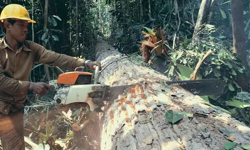 ടച്ചിങ് വെട്ടലിന്‍റെ പേരിൽ വ്യാപക മരംമുറി; പ്രതിഷേധിച്ചു കർഷകർ