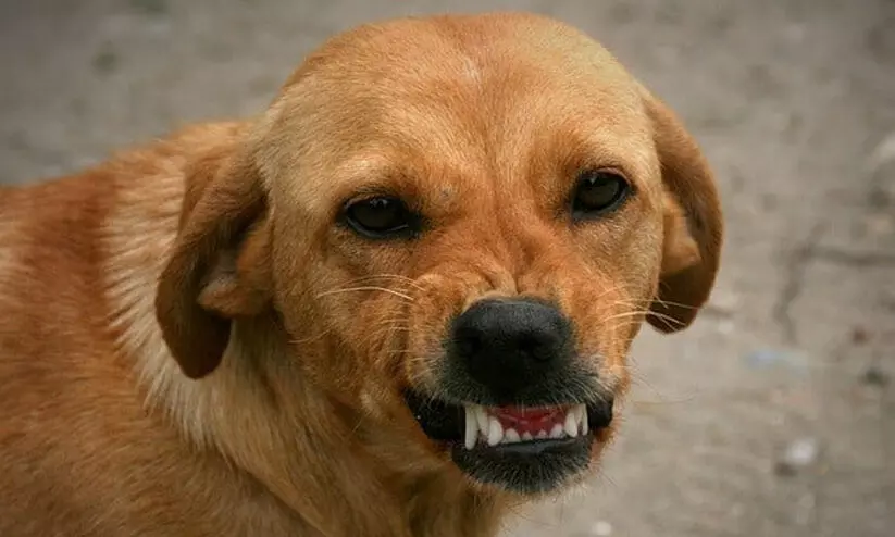 അരിക്കാഞ്ചിറയിൽ വീണ്ടും തെരുവുനായ് ആക്രമണം; വീട്ടുമുറ്റത്ത് യുവാവിന് കടിയേറ്റു അരിക്കാഞ്ചിറയിൽ വീണ്ടും തെരുവുനായ് ആക്രമണം; വീട്ടുമുറ്റത്ത് യുവാവിന് കടിയേറ്റു