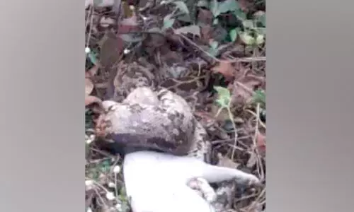 പൂച്ചയെ വിഴുങ്ങാൻ ശ്രമിച്ച പെരുമ്പാമ്പ് ‘പിടിയിൽ’ പൂച്ചയെ വിഴുങ്ങാൻ ശ്രമിച്ച പെരുമ്പാമ്പ് ‘പിടിയിൽ’