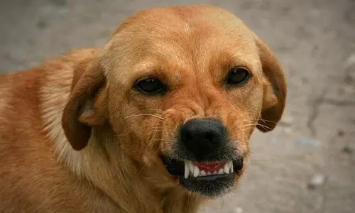 അരിക്കാഞ്ചിറയിൽ വീണ്ടും തെരുവുനായ് ആക്രമണം; വീട്ടുമുറ്റത്ത് യുവാവിന് കടിയേറ്റു അരിക്കാഞ്ചിറയിൽ വീണ്ടും തെരുവുനായ് ആക്രമണം; വീട്ടുമുറ്റത്ത് യുവാവിന് കടിയേറ്റു