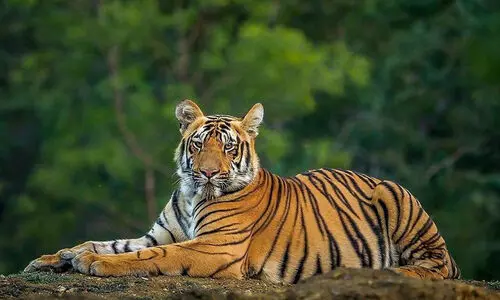 തീർഥാടകനെ കൊന്ന പുലിയെ പിടികൂടി