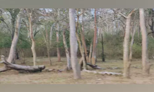 മുതുമലയിൽ വരൾച്ച തുടങ്ങി