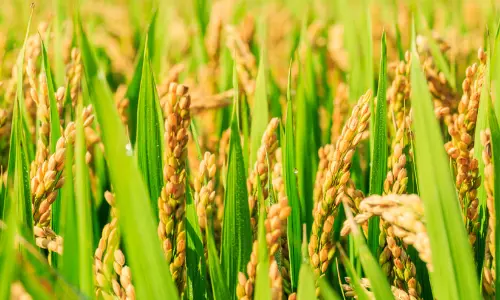 200 കോടിയുടെ ജലസേചന നവീകരണ പദ്ധതി ‘കേര’; നെൽകർഷകർക്ക് പുതു പ്രതീക്ഷ