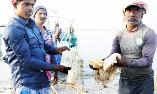 ഉൾകടലിൽനിന്ന് 5.160 കിലോ ആംബർഗ്രിസ് ലഭിച്ചു ഉൾകടലിൽനിന്ന് 5.160 കിലോ ആംബർഗ്രിസ് ലഭിച്ചു