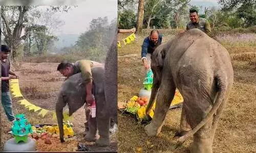 സോഷ്യൽമീഡിയയിൽ വൈറലായി ഒരു കുട്ടിയാനയുടെ ജന്മദിനാഘോഷം