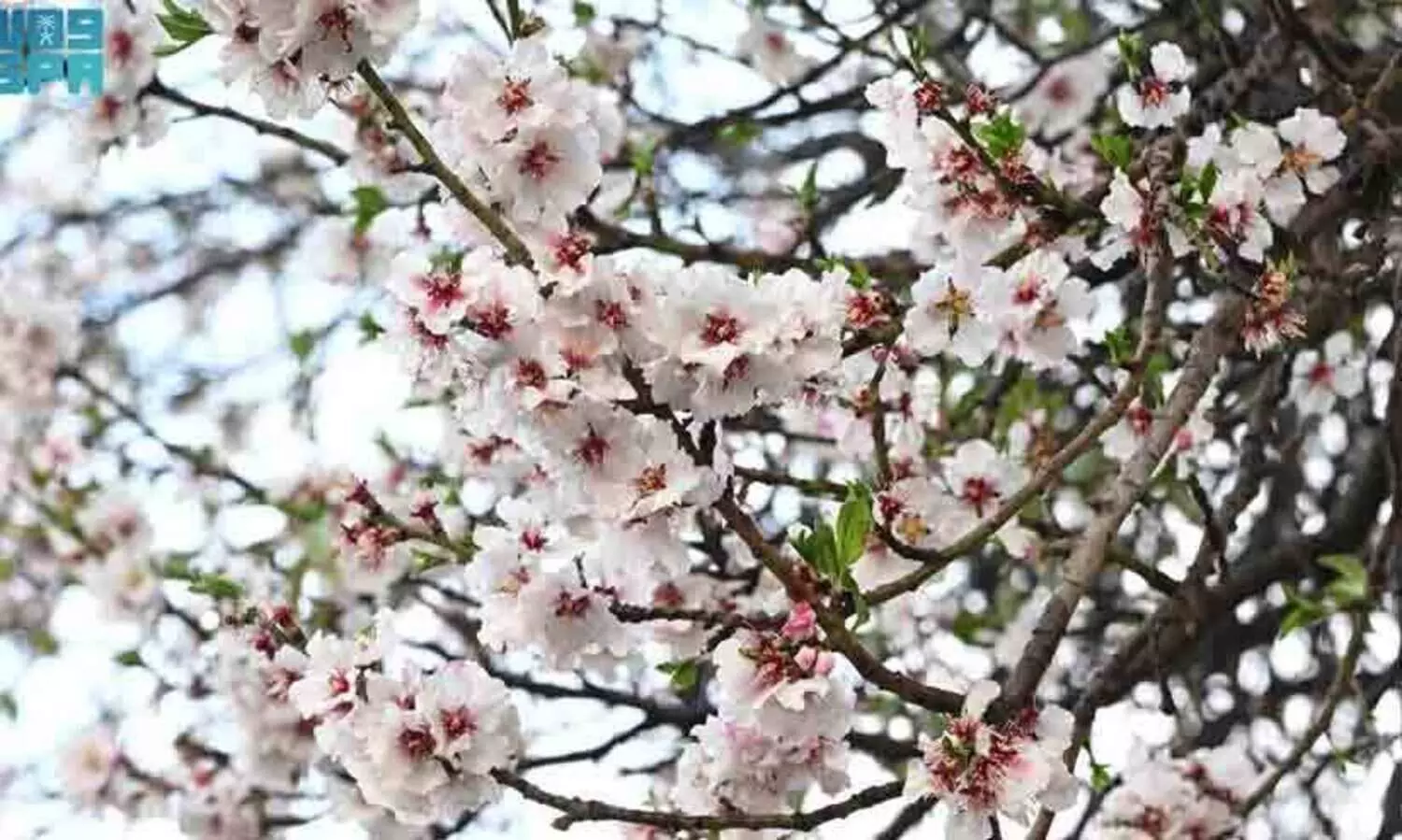 അസീറിലെ മലനിരകളിൽ വസന്തമൊരുക്കി ബദാം പൂക്കൾ