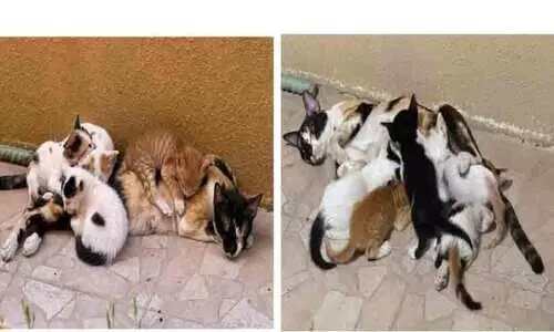 ജു​ബൈ​ലി​ലൊ​രു ‘പൂ​ച്ച​ക​ളു​ടെ പ്ര​സ​വ വീ​ട്’