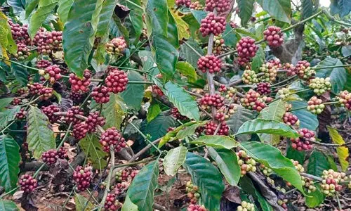 വിളവെടുപ്പ് സീസൺ തുടങ്ങി; കാർഷിക മേഖലയിൽ തൊഴിലാളി ക്ഷാമം രൂക്ഷം