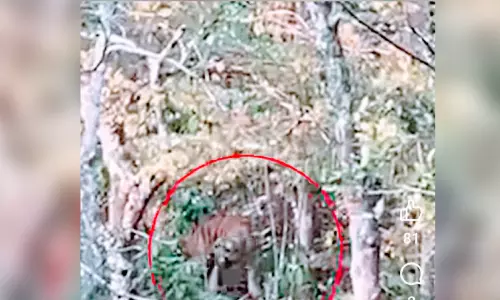 കോട്ടക്കുന്നിൽ കടുവ സാന്നിധ്യം; വനംവകുപ്പിന്റെ ജാഗ്രത നിർദേശം