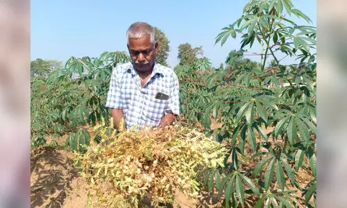 കറിക്കടല കൃഷി പരീക്ഷണവുമായി പുൽപള്ളി സ്വദേശി
