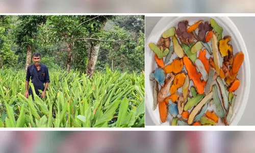 അപൂര്‍വ മഞ്ഞൾ ശേഖരവുമായി ഷിംജിത്ത്