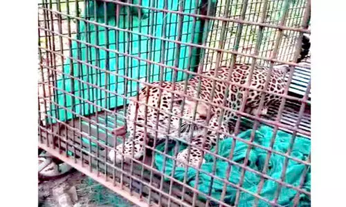 നാട്ടിൽ ഭീതി വിതച്ച പുലി കൂട്ടിലായി