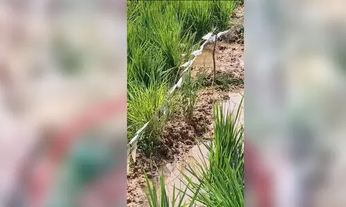 കീഴ്പേരൂർ പാടശേഖരങ്ങളിൽ പന്നിശല്യം രൂക്ഷം കീഴ്പേരൂർ പാടശേഖരങ്ങളിൽ പന്നിശല്യം രൂക്ഷം