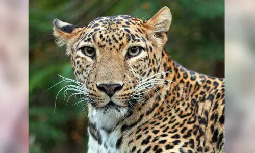 ഉപ്പുകുഴിയിൽ പുലി പശുക്കിടാവിനെ കൊന്നു