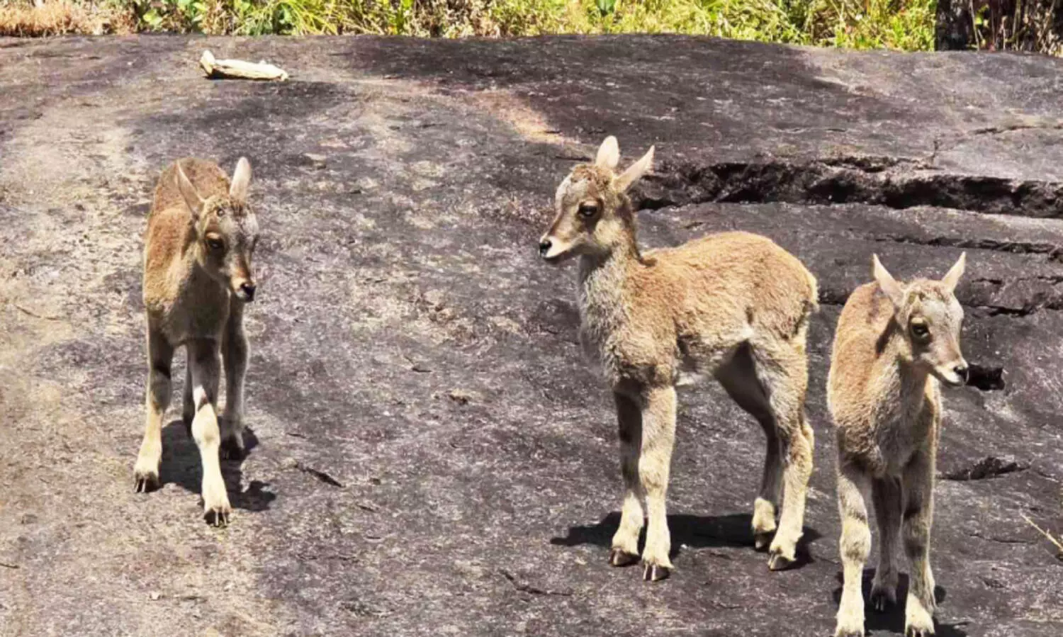 വരയാടുകൾക്ക്​ പ്രജനനകാലം,  ഇരവികുളം ദേശീയോദ്യാനം അടക്കുന്നു
