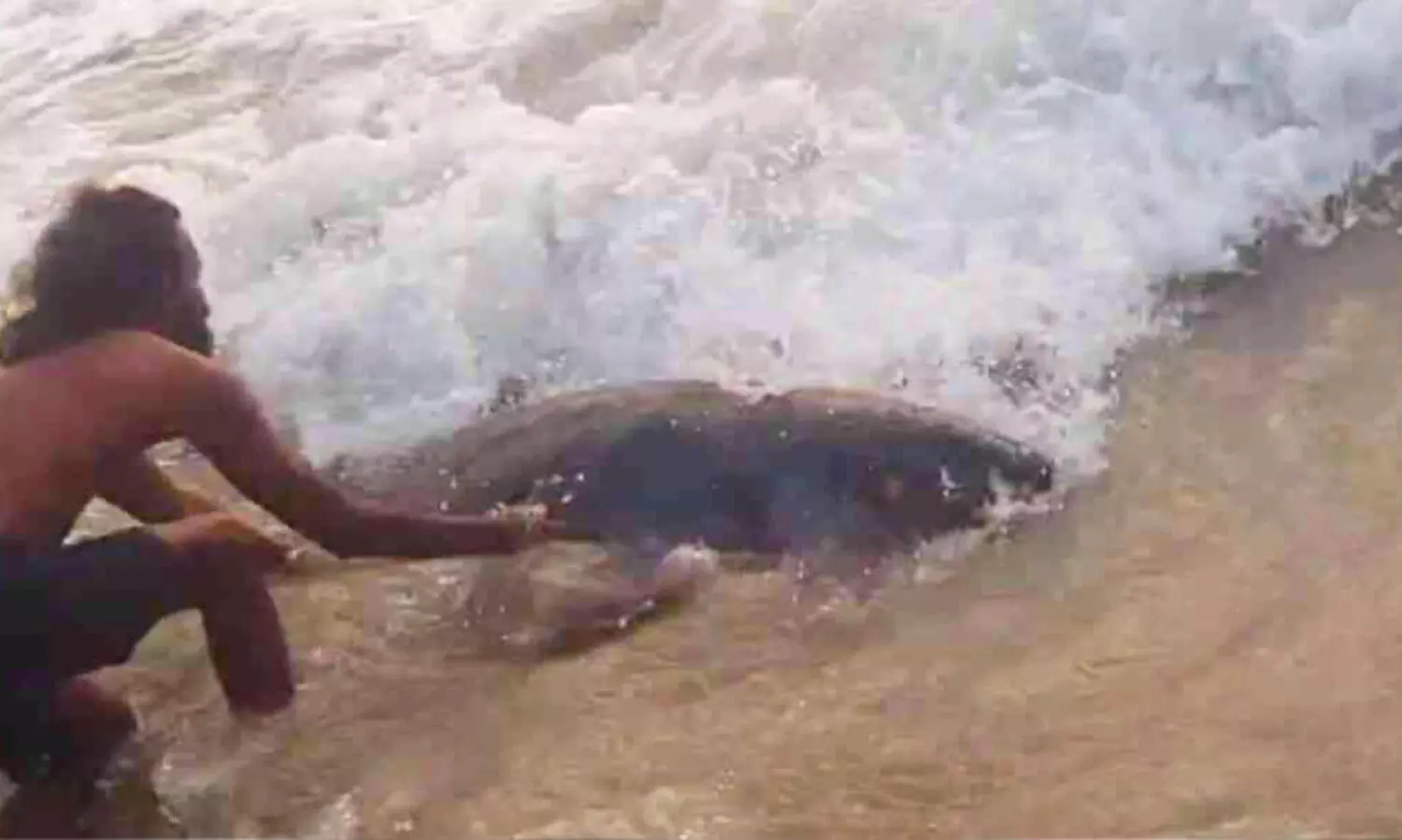 വർക്കലയിൽ രണ്ടിടത്ത്  ഡോൾഫിനുകൾ തീരത്തടിഞ്ഞു