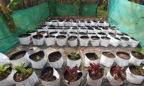 വിദ്യാലയങ്ങളിൽ 4500 പച്ചക്കറി പോഷകത്തോട്ടങ്ങൾ