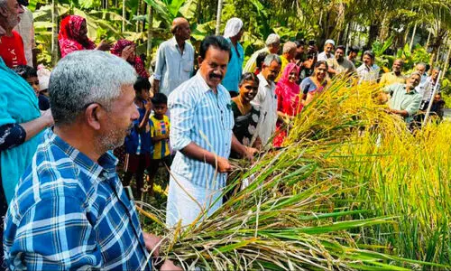 തരിശിട്ട ഭൂമിയിൽ പൊന്നി നെൽ കൃഷിക്ക് നൂറുമേനി..