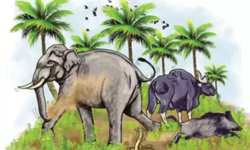 മലയോരത്തെ വന്യജീവി ശല്യം; പ്രതിരോധ നടപടികൾ ഊർജിതമാക്കും