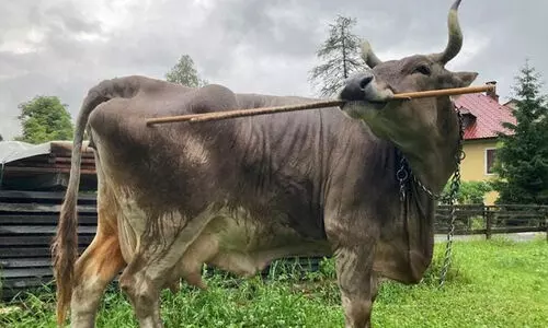 വെറോണിക്ക എന്തിനാണ് പുറം ചൊറിയുന്നത്..