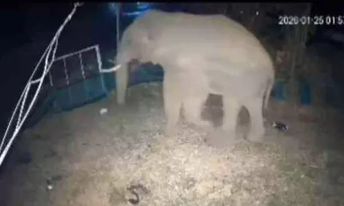 മാലിപ്പാറയിലും   കാട്ടുകൊമ്പൻമാരെത്തി