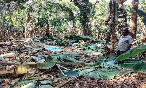 വാഴത്തോട്ടം നശിപ്പിച്ച് ആനക്കൂട്ടം