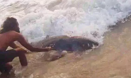 വർക്കലയിൽ രണ്ടിടത്ത്  ഡോൾഫിനുകൾ തീരത്തടിഞ്ഞു