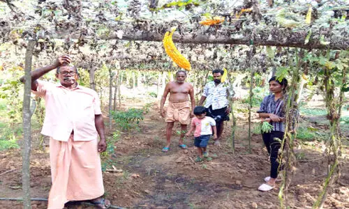 ഓരുവെള്ളം കയറി കൃഷിനാശം, കർഷകർ ദുരിതത്തിൽ ഓരുവെള്ളം കയറി കൃഷിനാശം, കർഷകർ ദുരിതത്തിൽ