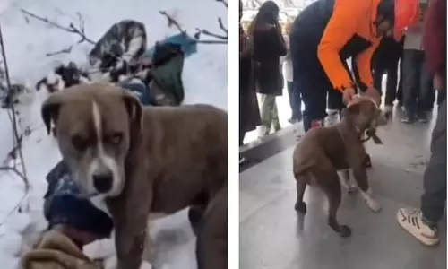 ഹിമാചലിലെ അതിശൈത്യത്തിൽ മരിച്ച ഉടമയുടെ മൃതദേഹത്തിന് സമീപം പിറ്റ്‌ബുൾ കാവലിരുന്നത് നാല് ദിവസം