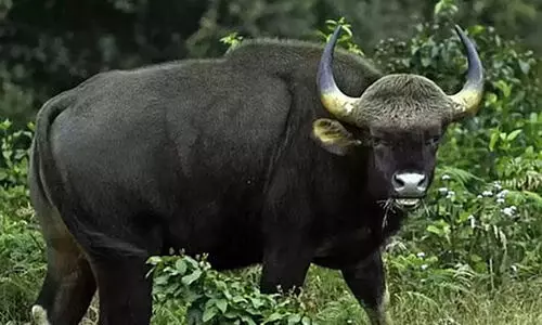 കാട്ടുപോത്തിന്‍റെ ആക്രമണത്തിൽ വനപാലകനു പരിക്ക്