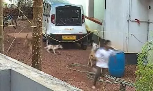 തെരുവ് നായ്ക്കൂട്ടം ആക്രമിക്കാൻ പാഞ്ഞെത്തി; വിദ്യാർഥി രക്ഷപ്പെട്ടത് തലനാരിഴക്ക്