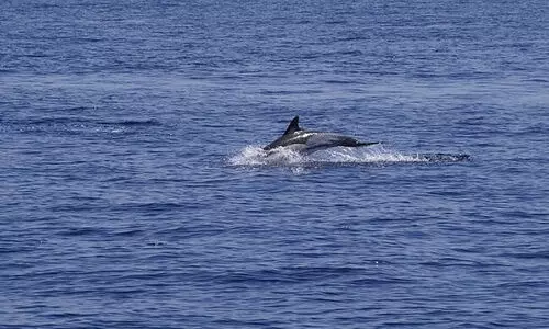 ഡോ​ള്‍ഫി​ന്‍ നി​രീ​ക്ഷ​ണം; ഉ​ൾ​ക്ക​ട​ലി​ൽ ജാ​ഗ്ര​ത വേ​ണം