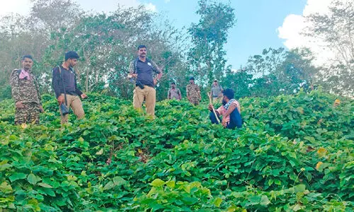 പായം നിരങ്ങൻചിറ്റയിൽ വീണ്ടും പുലിയെ കണ്ടതായി അഭ്യൂഹം